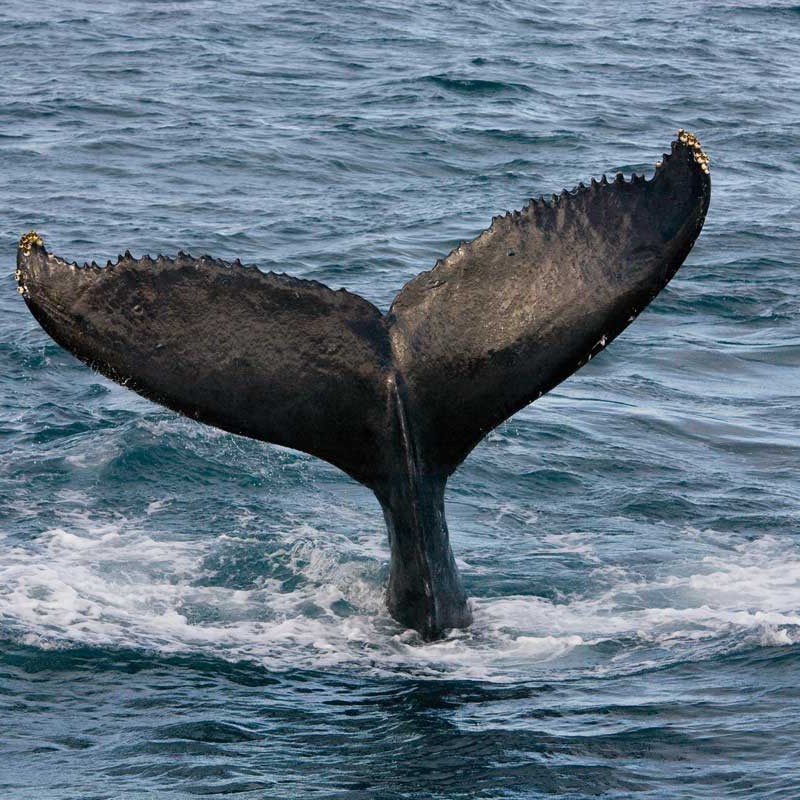 A humpback whale tail above the Atlantic Ocean